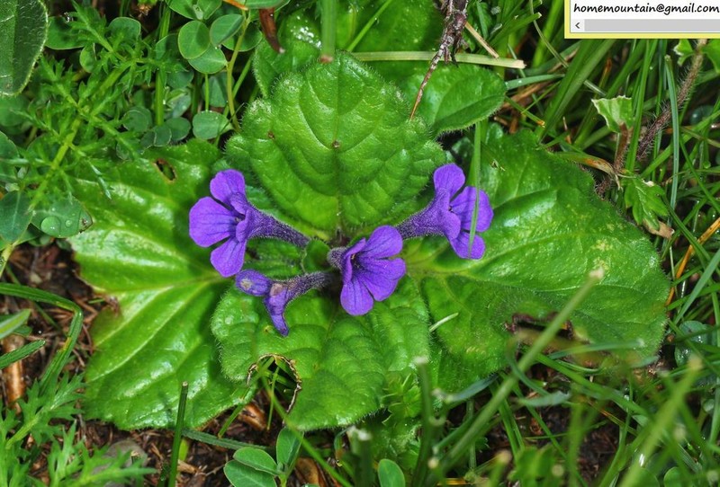 Ajuga ovalifolia