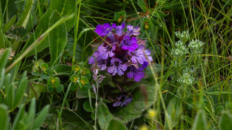 Ajuga ovalifolia photo 2