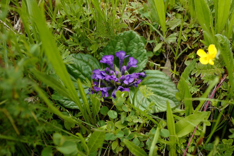 Ajuga ovalifolia photo 3