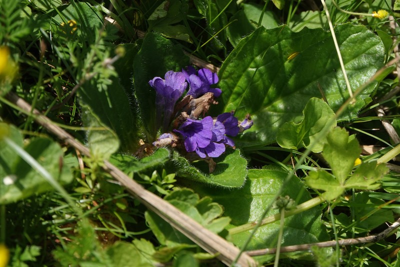 Ajuga ovalifolia photo 4