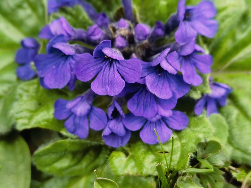 Ajuga ovalifolia photo 5