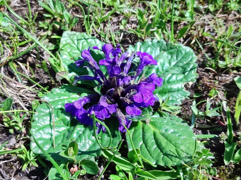 Ajuga ovalifolia photo 6