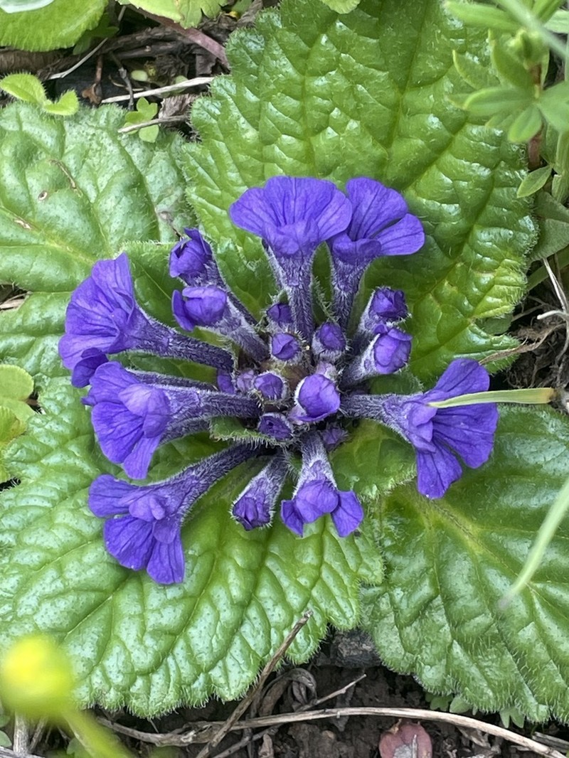 Ajuga ovalifolia photo 7