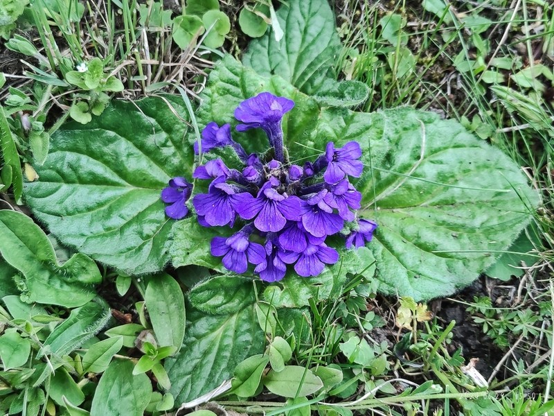 Ajuga ovalifolia photo 8