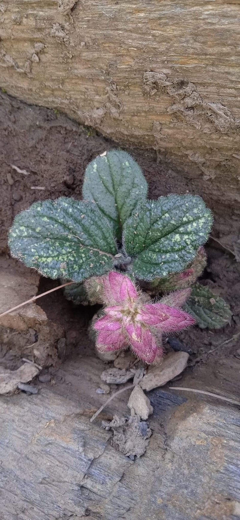 Ajuga parviflora