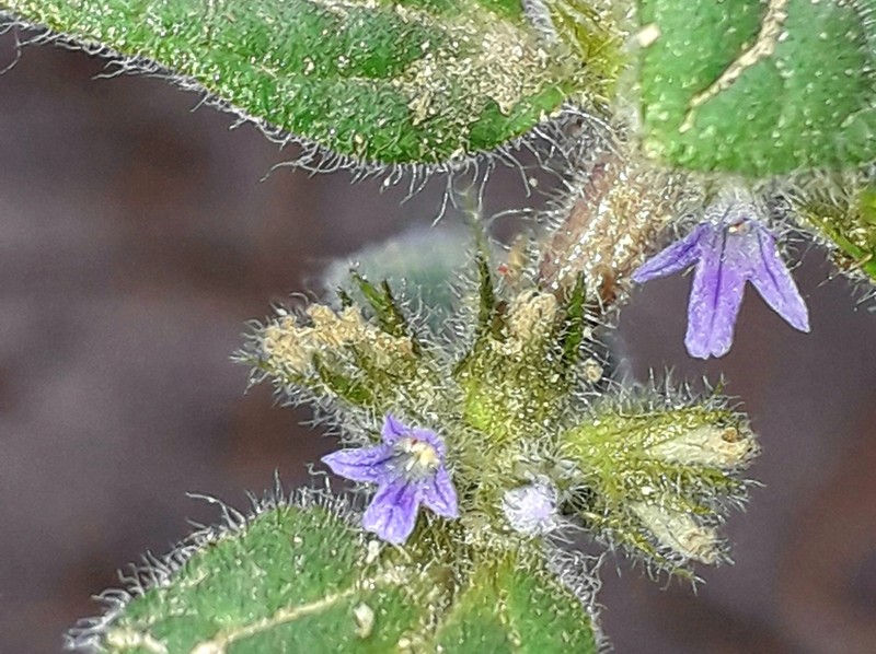 Ajuga parviflora photo 2