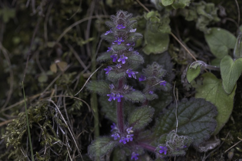 Ajuga parviflora photo 3