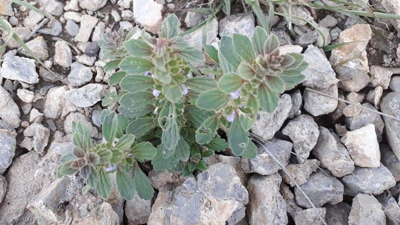 Ajuga parviflora photo 4