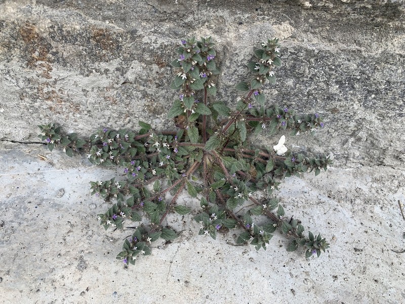 Ajuga parviflora photo 5