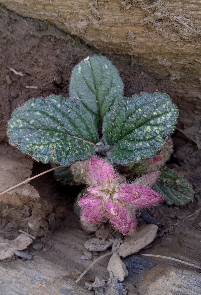 Ajuga parviflora photo 6
