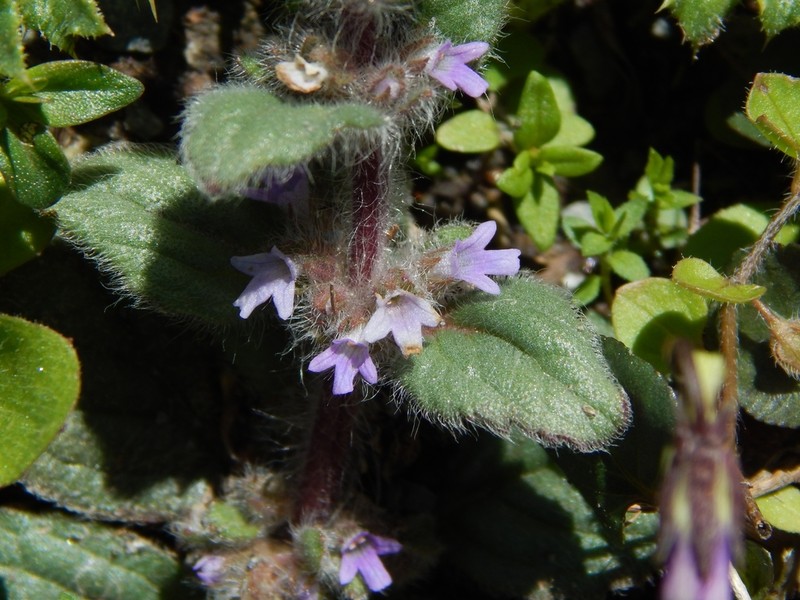 Ajuga parviflora photo 7