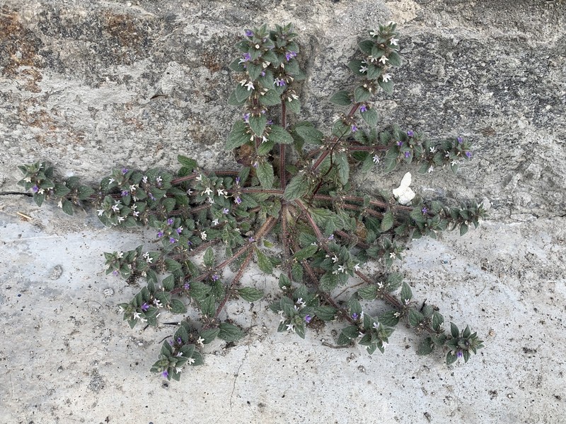 Ajuga parviflora photo 8