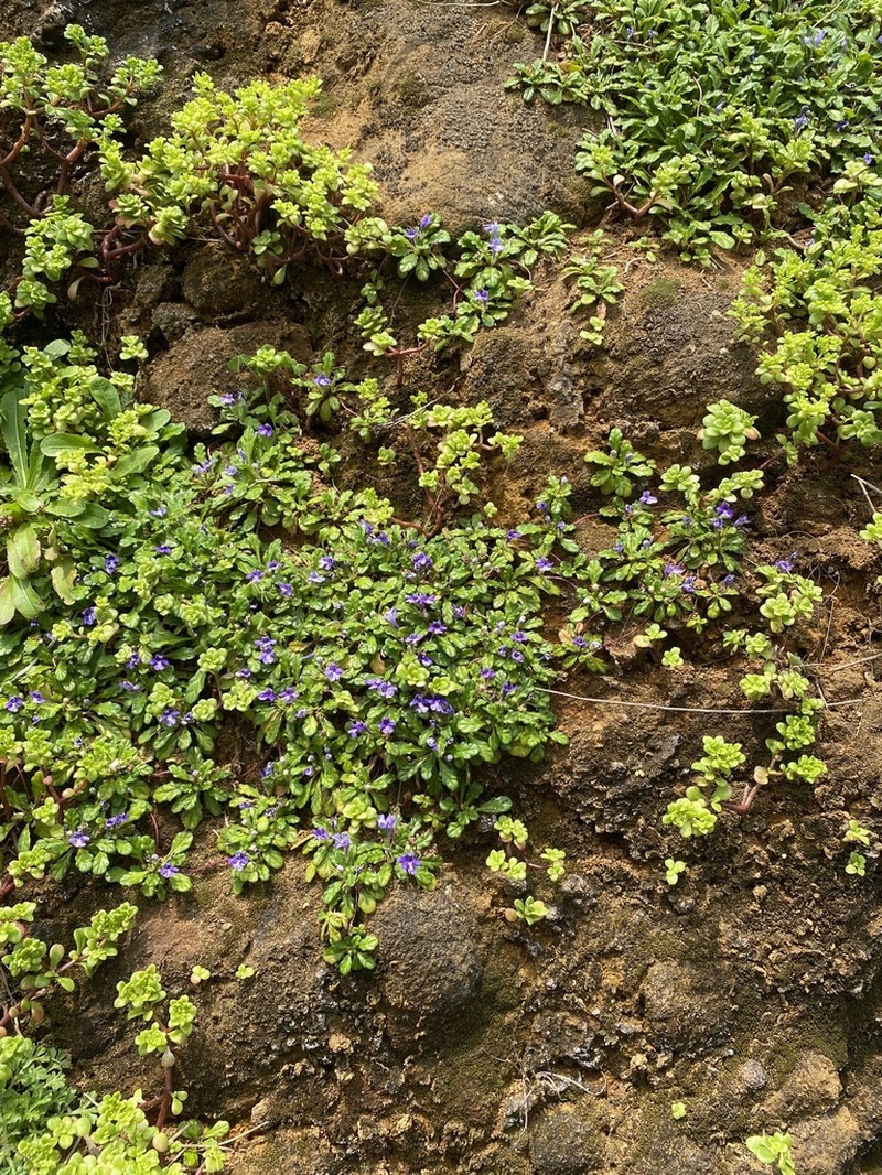 Ajuga pygmaea