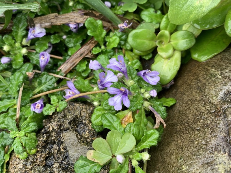 Ajuga pygmaea photo 2