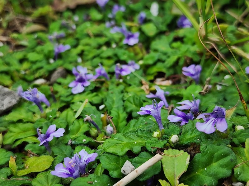 Ajuga pygmaea photo 3