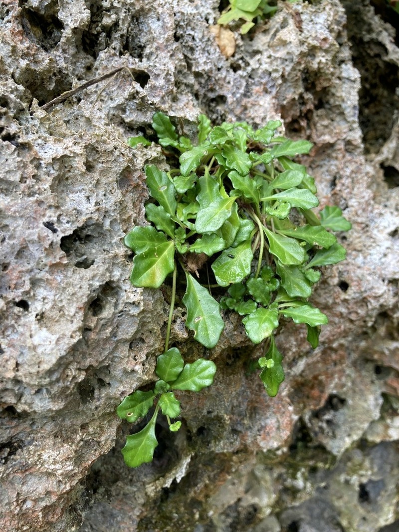 Ajuga pygmaea photo 4