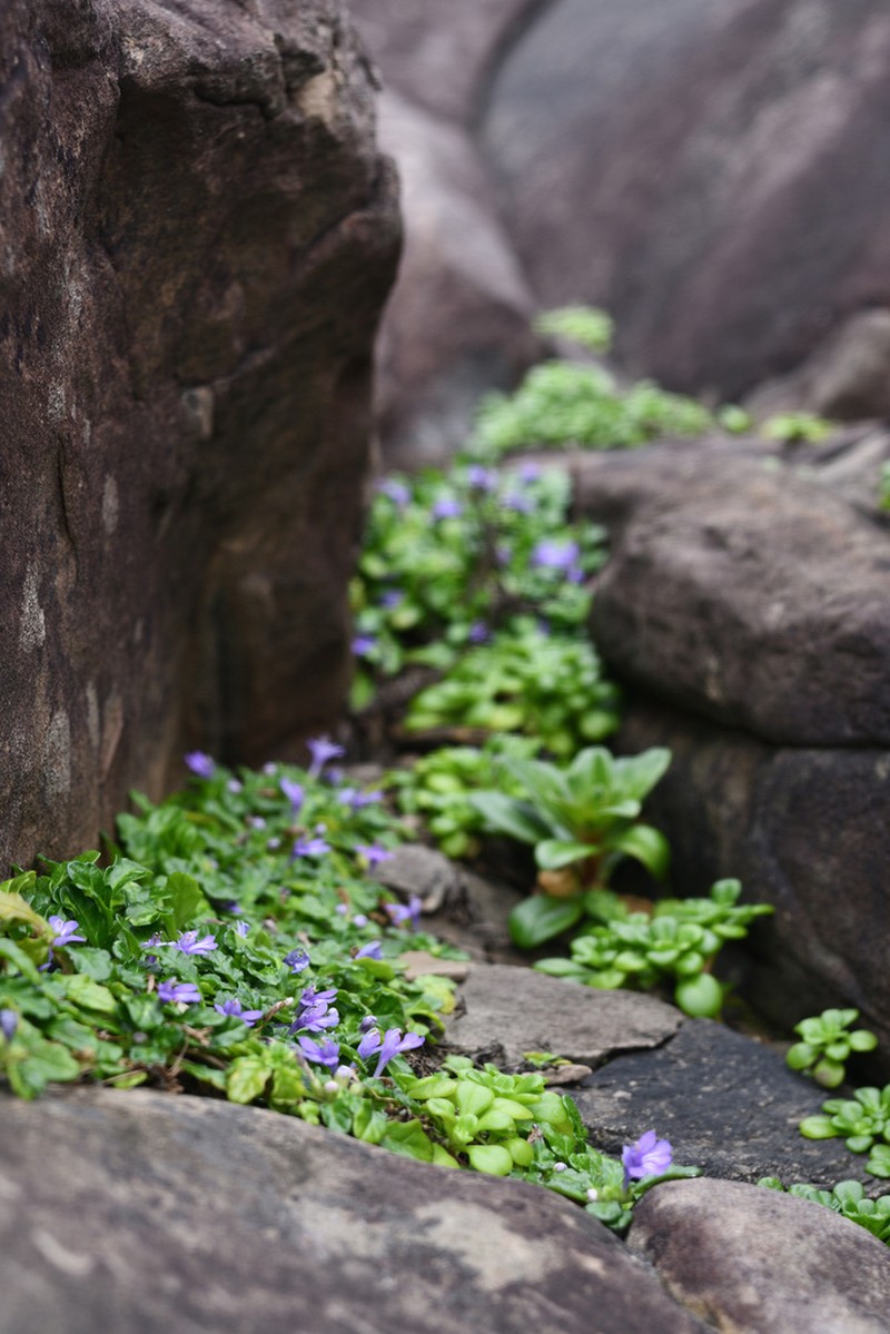 Ajuga pygmaea photo 5