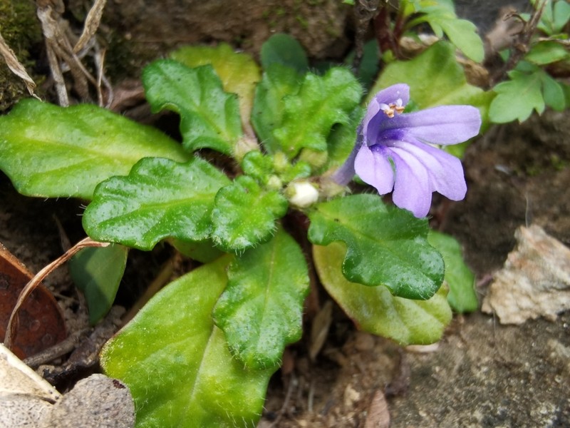 Ajuga pygmaea photo 7