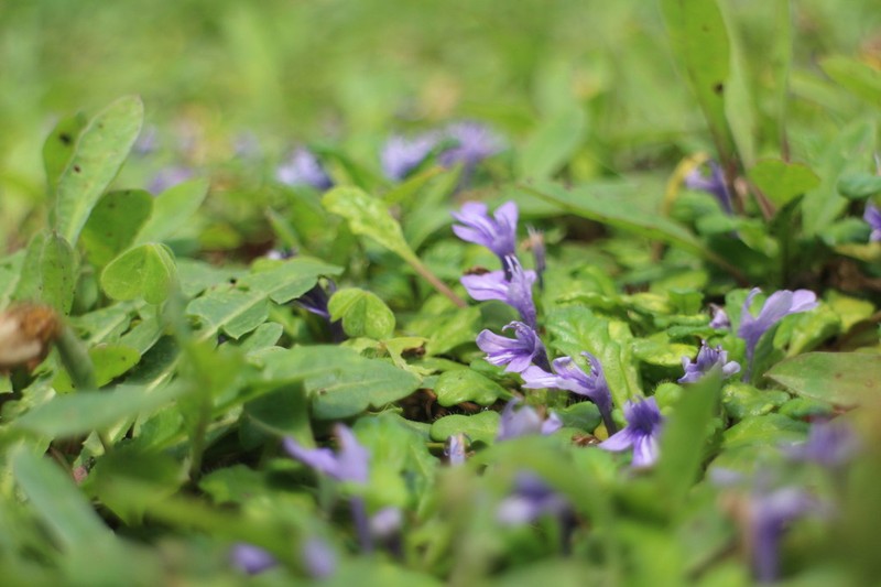 Ajuga pygmaea photo 8