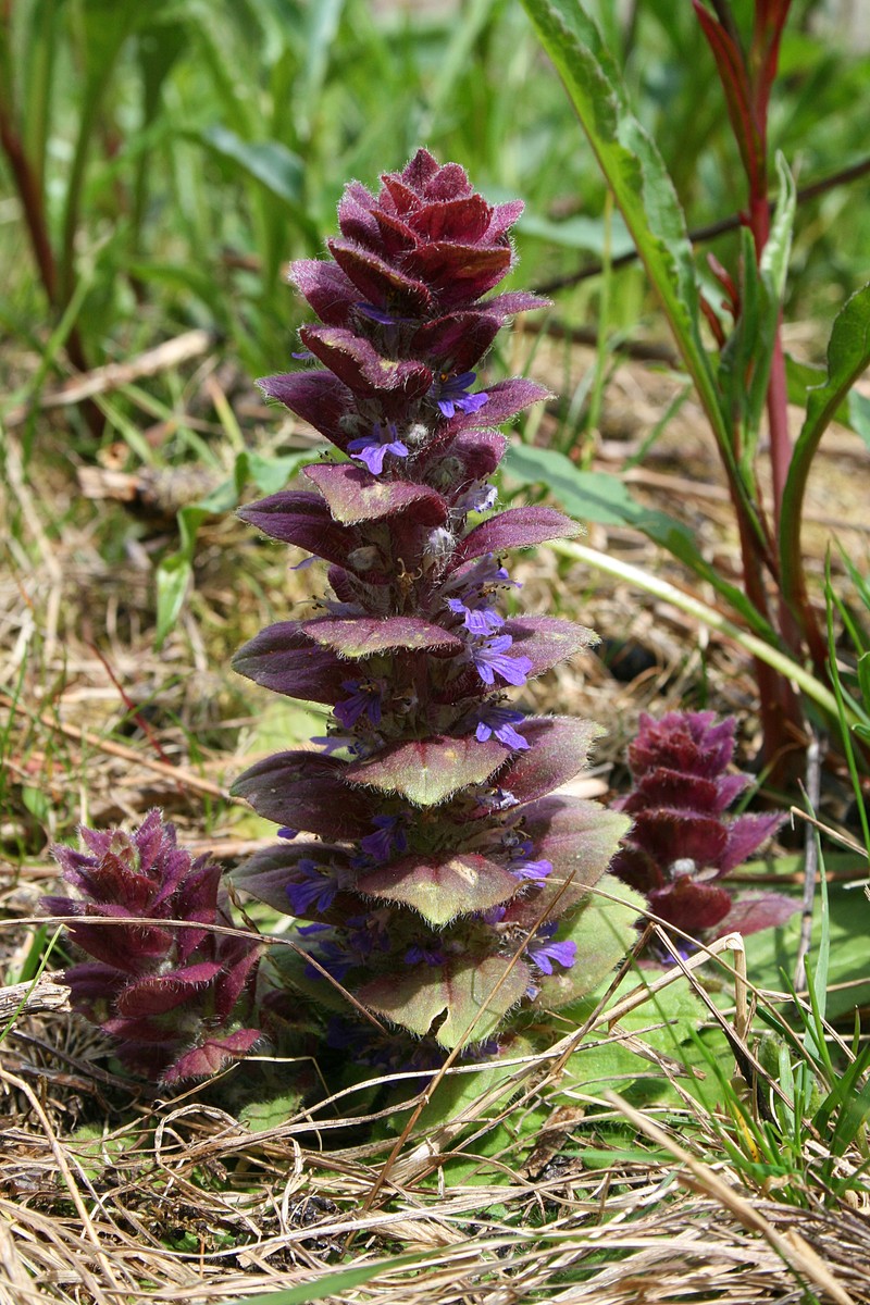 Pyramid Bugle