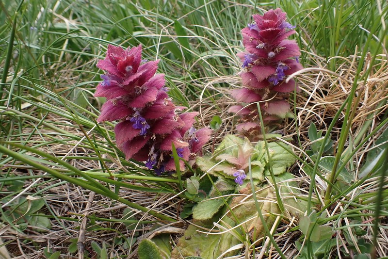 Pyramid Bugle photo 2