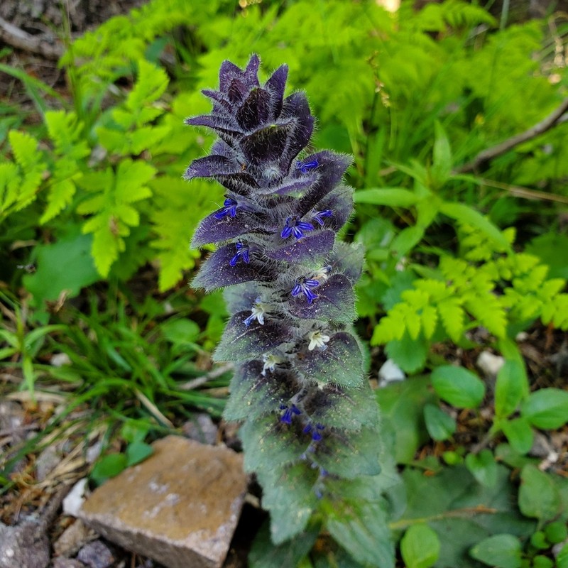 Pyramid Bugle photo 3