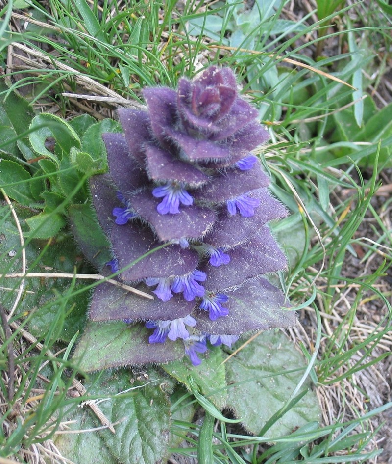 Pyramid Bugle photo 4
