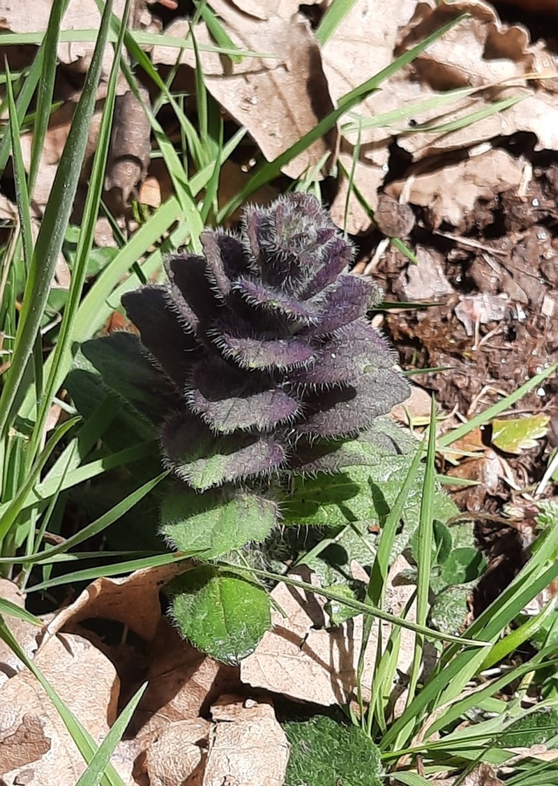 Pyramid Bugle photo 5