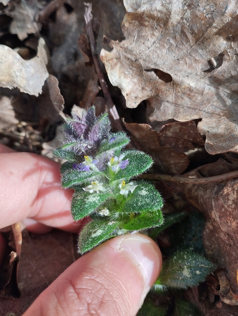 Pyramid Bugle photo 6
