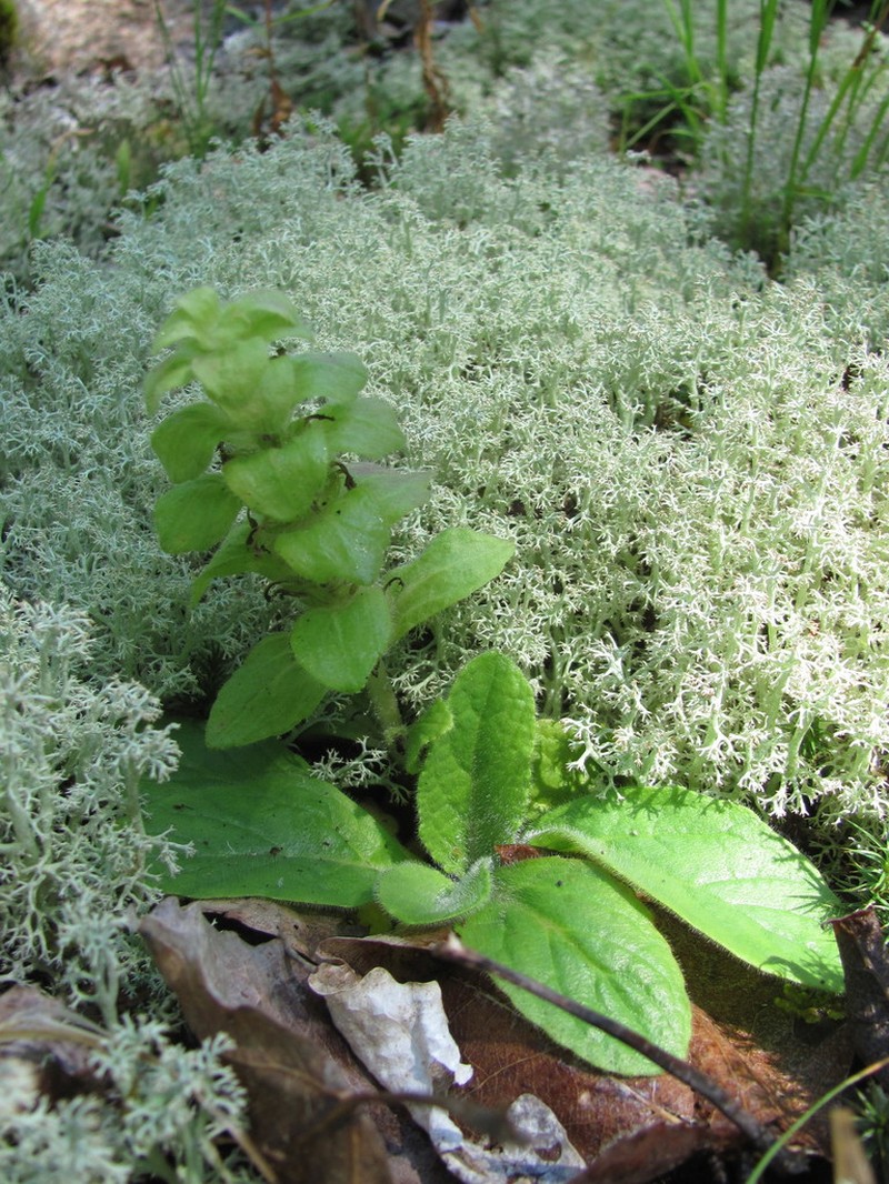 Pyramid Bugle photo 7