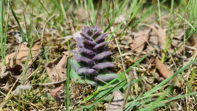 Pyramid Bugle photo 8
