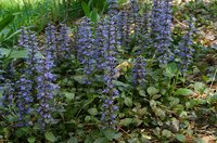 Common Bugle