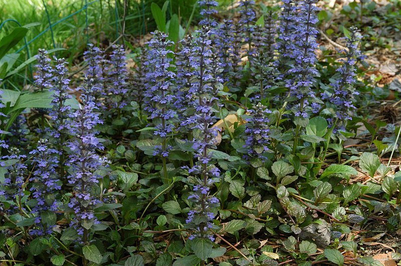 Common Bugle