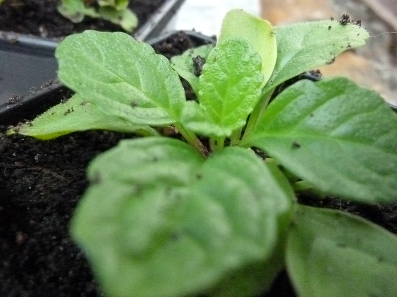 Common Bugle photo 3