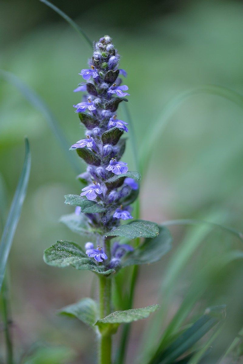 Common Bugle photo 4