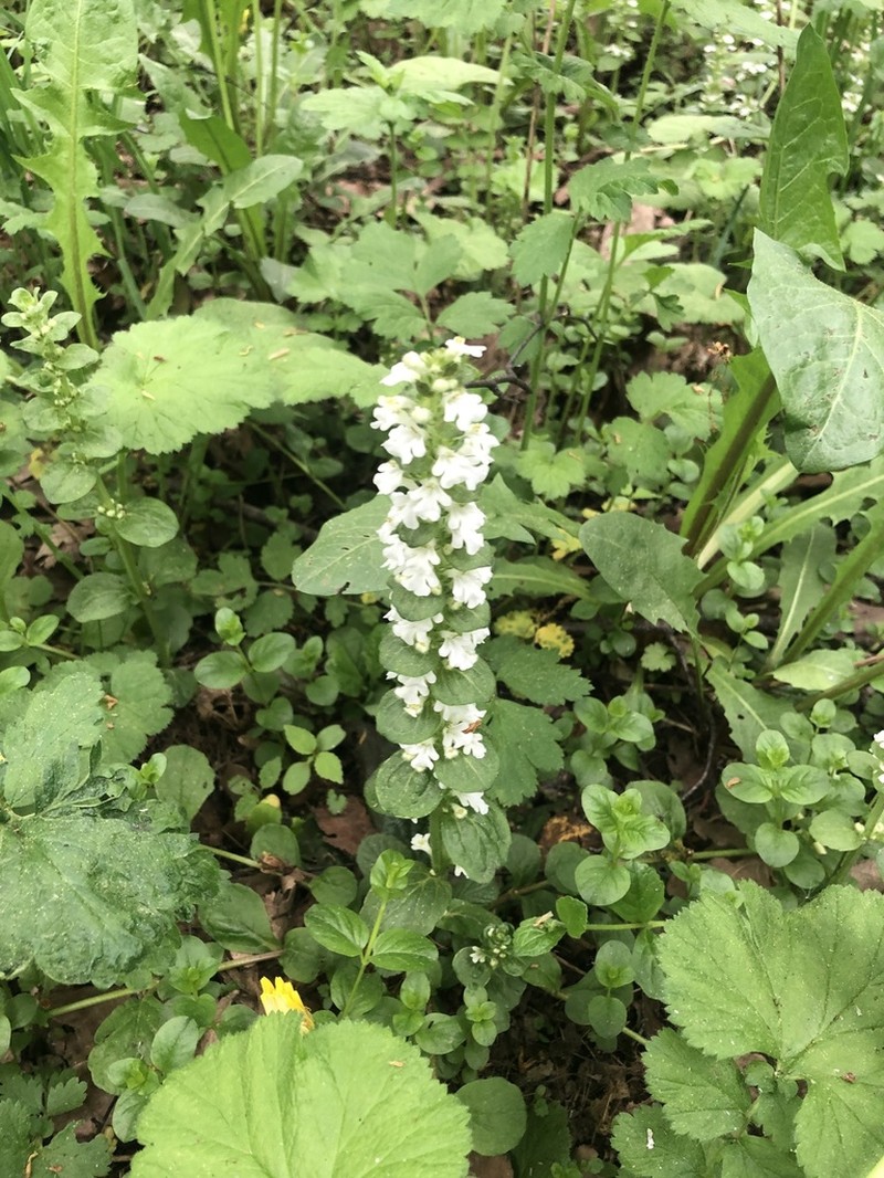 Common Bugle photo 5