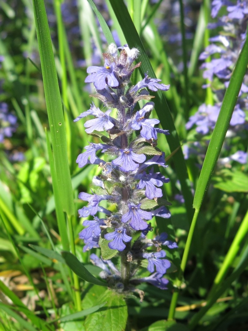 Common Bugle photo 6