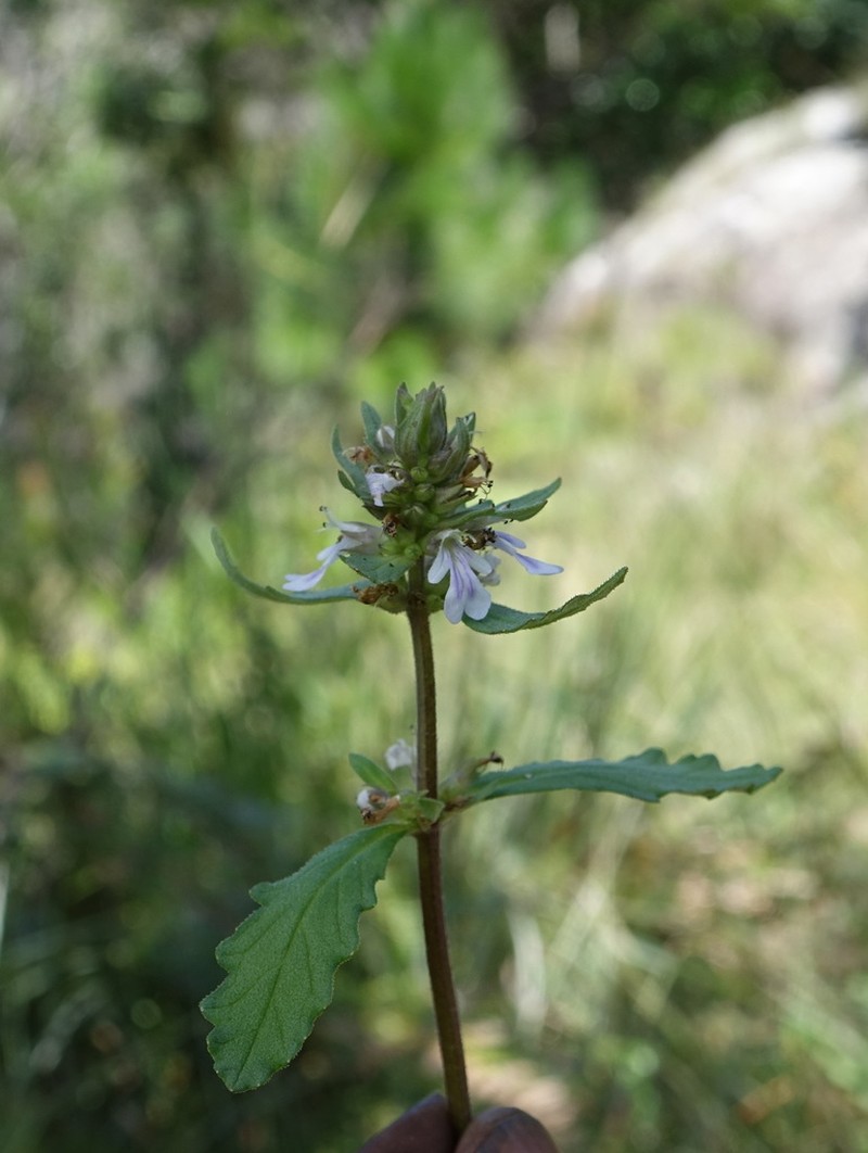Ajuga robusta