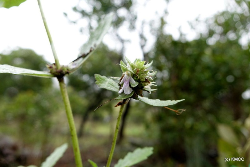 Ajuga robusta photo 3