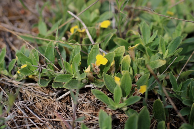 Ajuga salicifolia