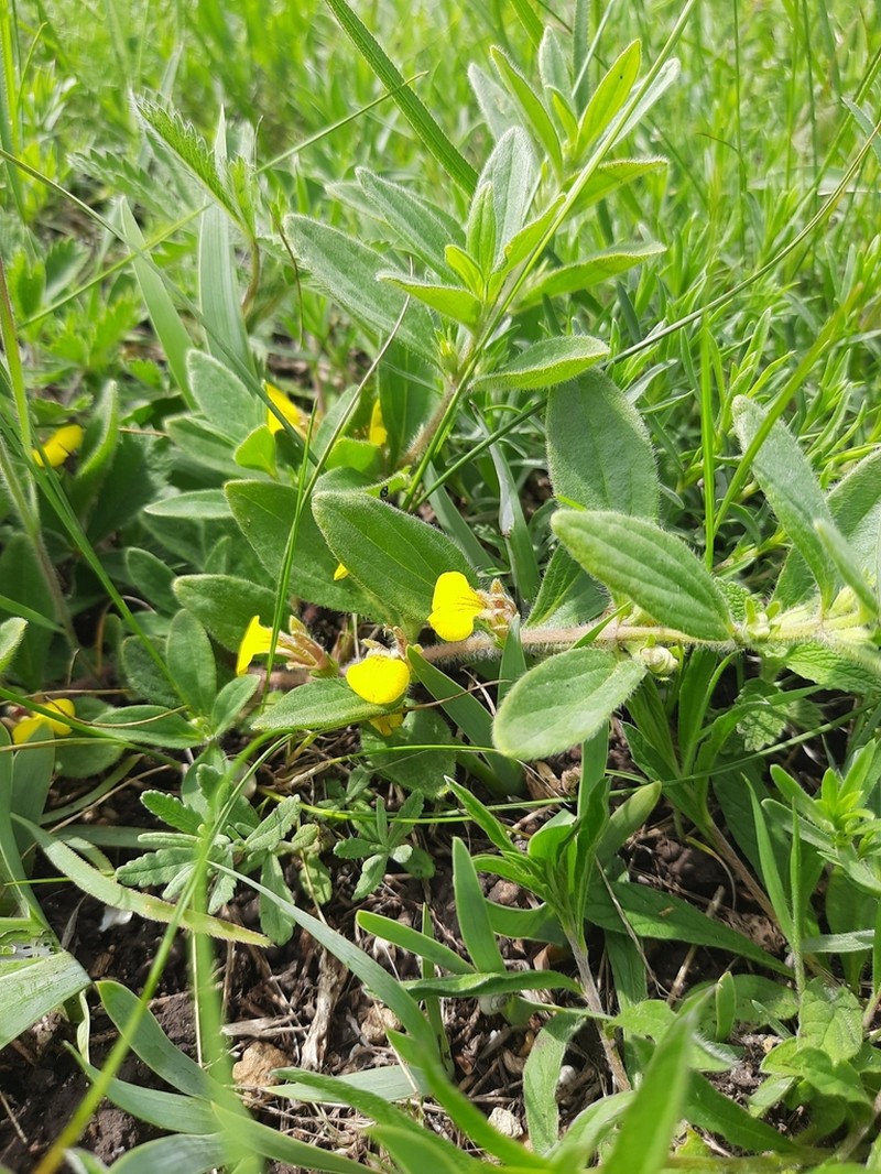 Ajuga salicifolia photo 2