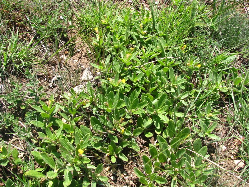 Ajuga salicifolia photo 3
