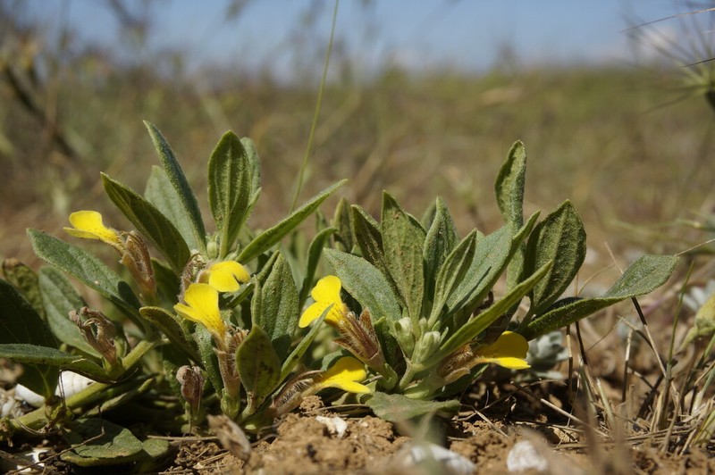 Ajuga salicifolia photo 5