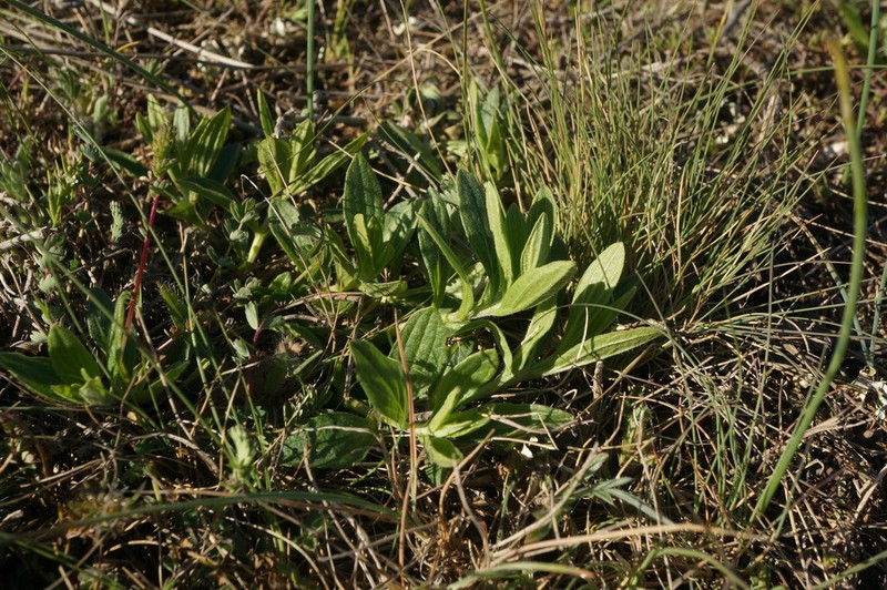 Ajuga salicifolia photo 6
