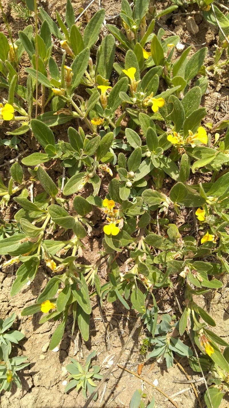 Ajuga salicifolia photo 8