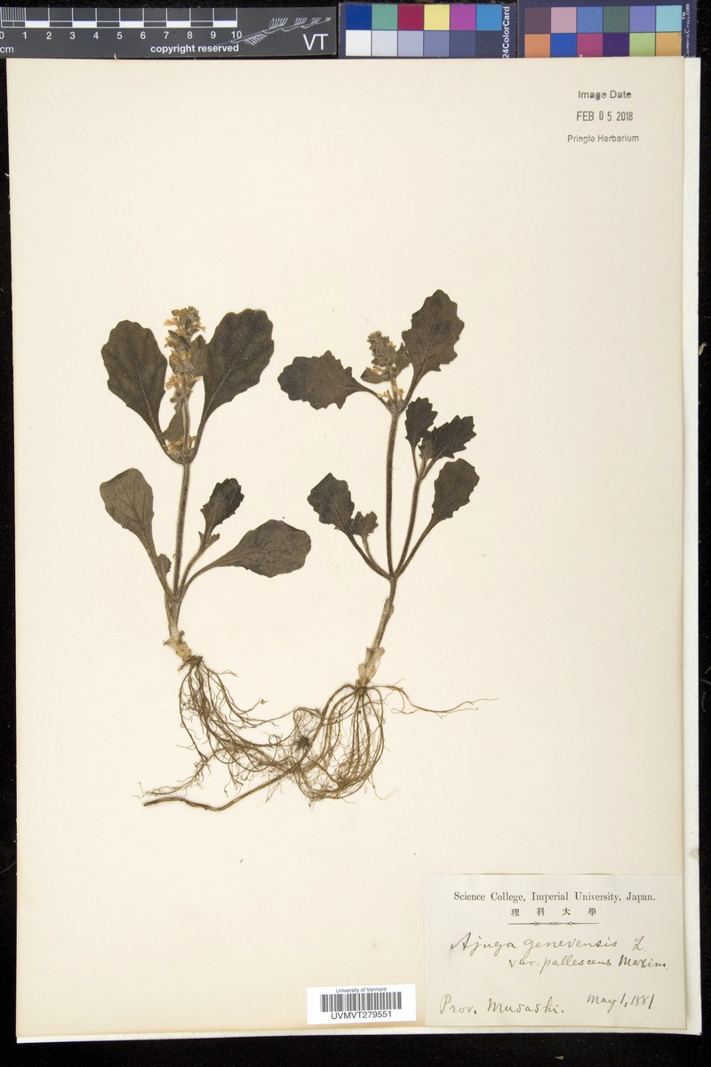 Ajuga shikotanensis