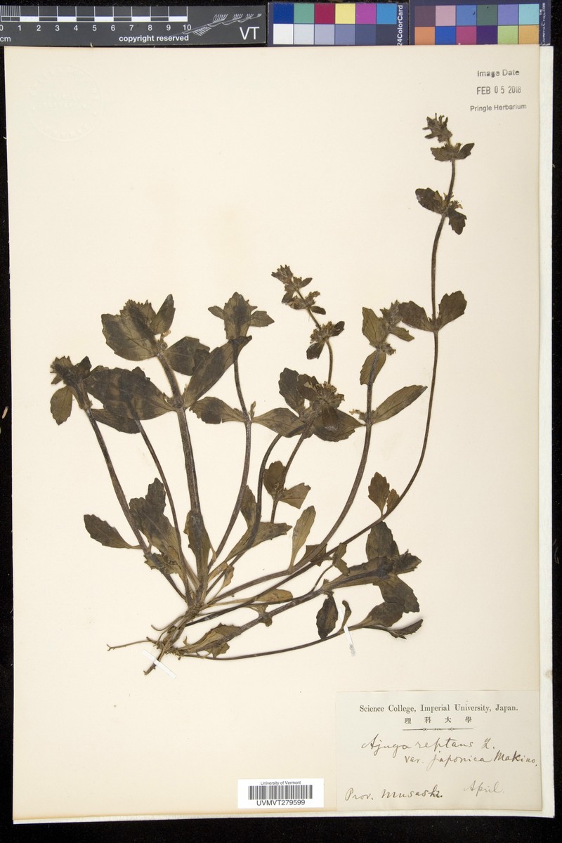 Ajuga shikotanensis photo 2
