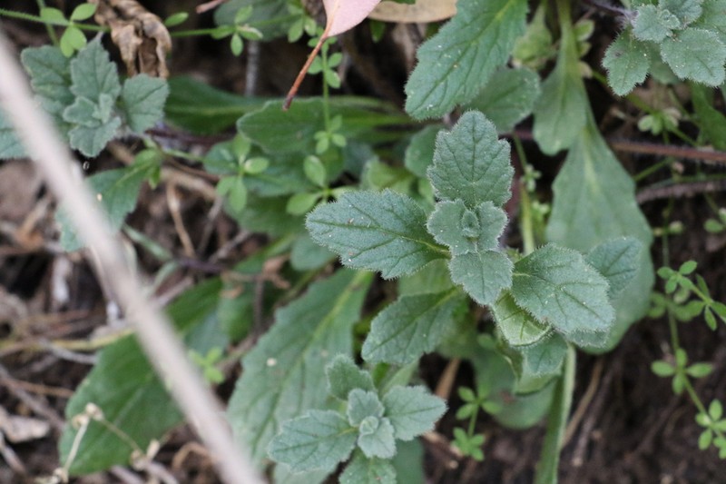 Ajuga sinuata