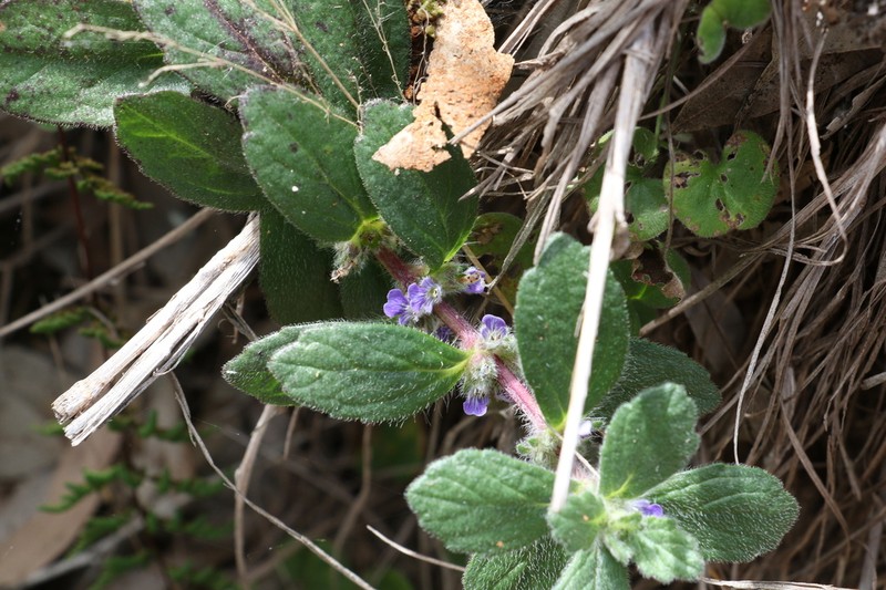 Ajuga sinuata photo 2