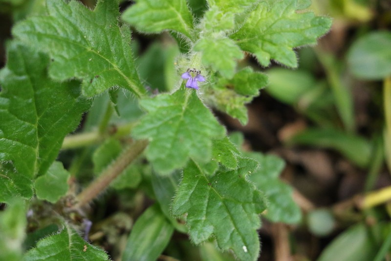 Ajuga sinuata photo 3